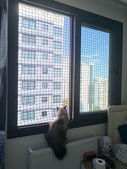 Pencere kedi filesi
