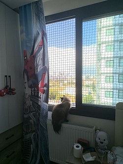 Kedi filesi