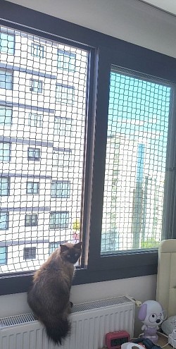 Kedi filesi